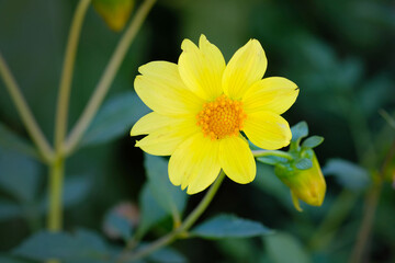 Yellow flower with petals in the garden close-up. dahlia flower on a background of green leaves in the botanical garden in Batumi. Annual dahlia flower close-up. Blooming  in a summer garden