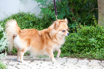 犬の散歩