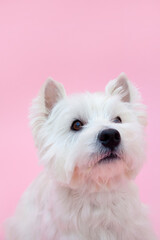 ウエストハイランドホワイトテリア