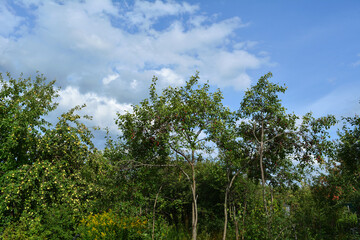 Garden landscape with apple and plum trees in midsummer
