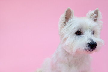 ウエストハイランドホワイトテリア