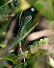 Snake Stock Photos. Snake head close-up profile view with foreground and background of foliage in its environment and habitat basking in sunlight.  Image. Picture. Portrait.