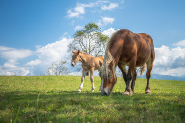 Naklejka na ściany i meble Mare and foal in the mountains meadow