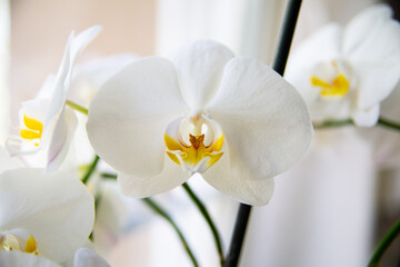 White orchid, close up and focus on a flower.