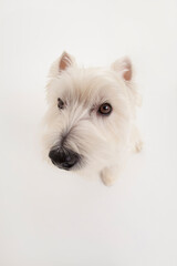 ウエストハイランドホワイトテリア