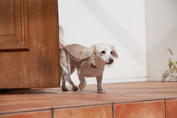 散歩をするミックス犬