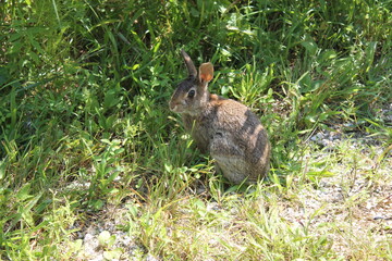 Naklejka na ściany i meble A rabbit sits by some bushes along on a hiking trail