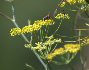 Wasps on wild fennel flowers.