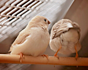 Zebra Finch Fledglings