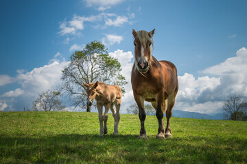 Naklejka na ściany i meble Mare and foal in the mountains meadow