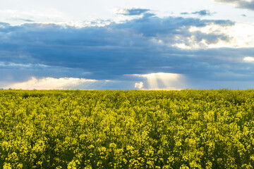 Obraz premium View of a field of yellow, blooming rapeseed at sunset
