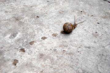 snail on a stone