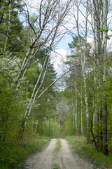 A forest road surrounded by bushes, birches and other trees