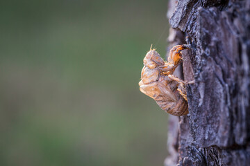 Cicada Locust shell stuck on a pine tree
