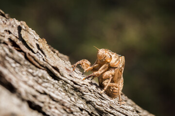Cicada Locust shell stuck on a pine tree