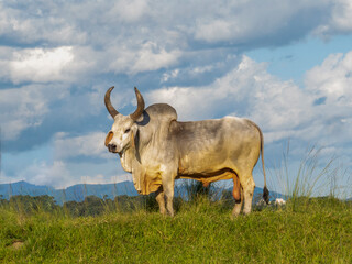 Ox Guzera was the first breed of Zebu cattle to arrive in Brazil.