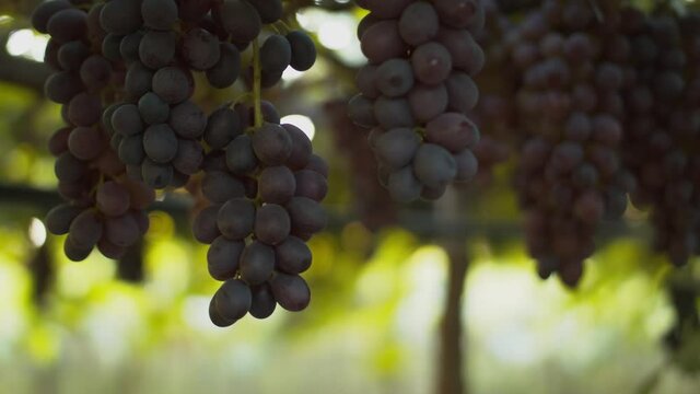 Extreme close up shot of fresh organic grapes hanging from an overhead vine canopy on a vineyard. 