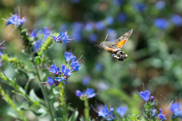 sphinx moth