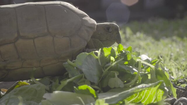 close up of turtle walking through lettuce
