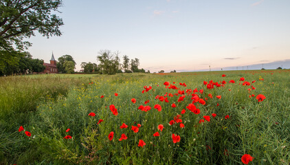 Field full of poppies with Church in background - poppy - Poland