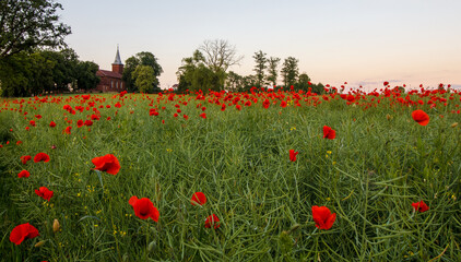 Field full of poppies with Church in background - poppy - Poland