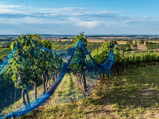 Weinanbau im Herbst