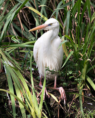 White Heron stock photos. Close-up profile view sitting on foliage displaying white feathers plumage, head, eye, yellow beak, with foliage background in its environment and  habitat.  mage. Portrait. 