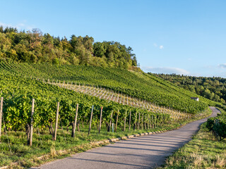 Weinanbau im Herbst