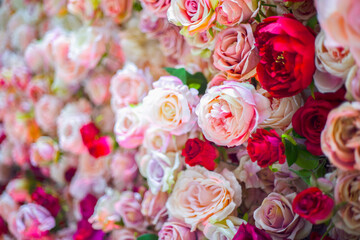 Flower roses texture background, pastel shades. Natural decorative wall.