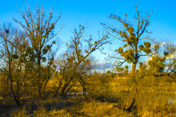 yellow autumn forest , nature landscape