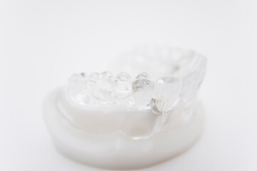 歯の模型