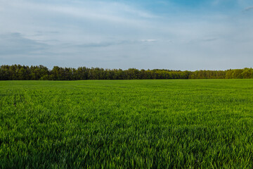 field, trees and blue sky. green field on a sunny clear day