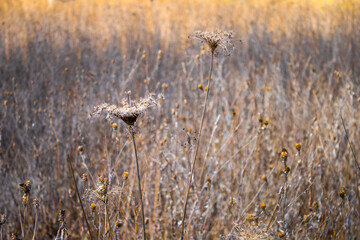 Dry seeds in a capsule of a wild plant in a field