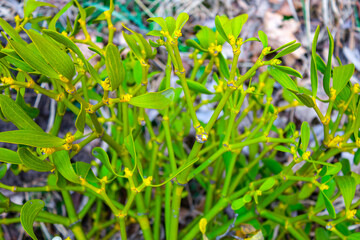 White mistletoe plant leaf texture macro,  closeup natural sunny background