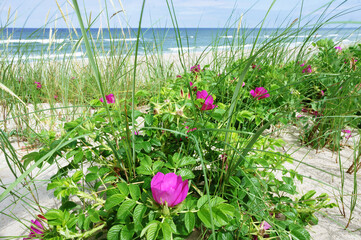 Blooming wild rose bush. Wild rosehip bushes. Rosehip bushes on the seashore.