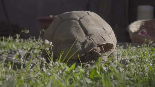 turtle tail walking away in garden