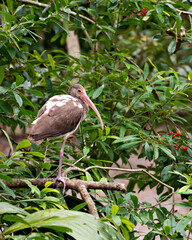 Ibis White Ibis stock photos. White Ibis immature perched fruit tree branch with foliage background in its environment and habitat displaying brown plumage. Picture. Photo. Image. Portrait.