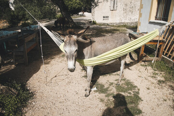Donkey in a hammock