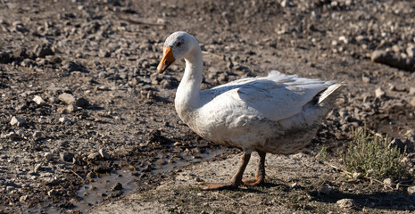Legart Danish Domestic Geese. A bird grazes near a stream.