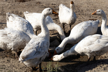 Legart Danish Domestic Geese. A flock of birds drinking water.