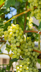 Bunch of White grapes in the vineyard. Winemaking in Moldova. © Piotr