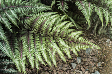 Japanese painted fern showing burgundy-red stems.