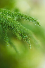 Close up macro shot of green nature plants