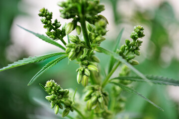 Bells with pollen of marijuana male.