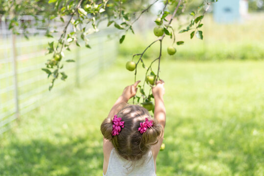 Toddler Girl Reaching Up To Pick A Green Apple