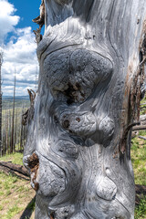 Fototapeta na wymiar Burned Tree on Lake Butte Overview, Yellowstone National Park