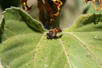 Photography of the bee on a leaf