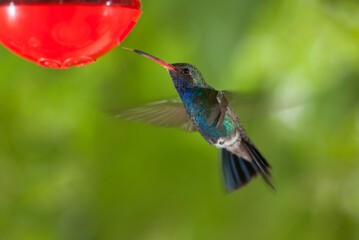 Colibrí