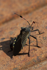 Chinche gigante del Mezquite