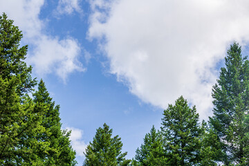 Beautiful forest green trees under blue sky with white clouds.